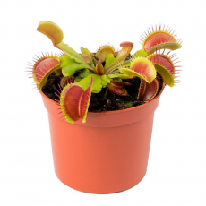 Венерина мухоловка СВ (Dionaea muscipula), горшочек 9см
