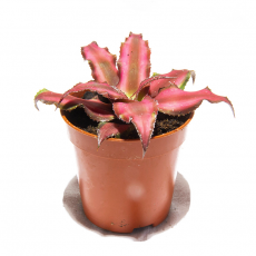 Криптантус двуполосый (Cryptanthus bivittatus)