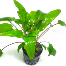 Криптокорина Вендта (в горшке)