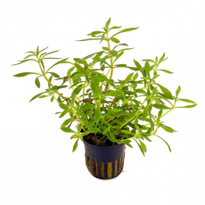 Лимнофила ароматика (в горшке) (Limnophila aromatica)