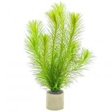 Маяка селловиана (с грузом)