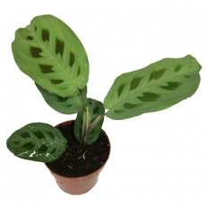 Маранта (Maranta leuconeura Kerchoveana)