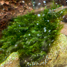 Мох Фиссиденс фонтанус Феникс (на пластинке)