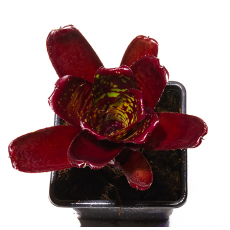 Неорегелия (Neoregelia Hojo Rojo)