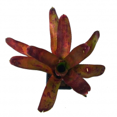 Неорегелия (Neoregelia Olens)