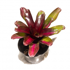 Неорегелия (Neoregelia Zoe)
