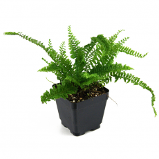 Нефролепис (Nephrolepis Fluffy Ruffles)