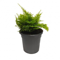 Нефролепис (nephrolepis Exaltata Marisa)