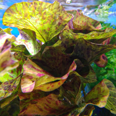 Нимфея тигровая красная (в горшке) (Nymphaea lotus)