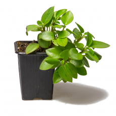 Пеперомия Пикси Лайм (Peperomia orba Pixie Lime Variegata)