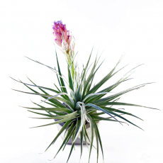 Тилландсия (Tillandsia Stricta Rubra)