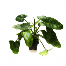 Филодендрон (Philodendron Burle Marx)