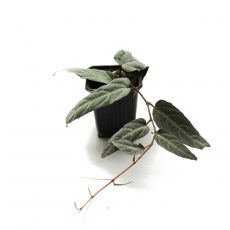 Циссус (Cissus Amazonica)