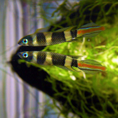 Эпиплатис факельный (Epiplatys annulatus)