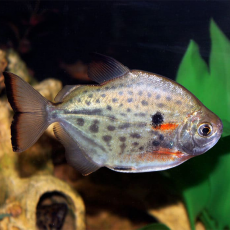 Метиннис пятнистый (S) (Metynnis maculatus)