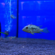 Геофагус Штайндахнера (S) (Geophagus steindachneri)