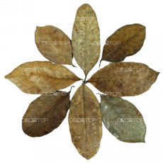 DECOTOP Jackfruit XXS - Листья джекфрута, 5-10 см, 20 шт.