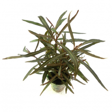 Гигрофила Арагвая (с грузом) (Hygrophila araguaia)