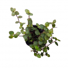 Каллизия ползучая (Callisia repens)