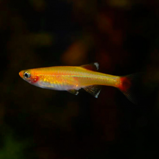 Кардинал золотой (Tanichthys albonubes var. gold)