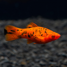 Меченосец красный тигровый (Xiphophorus hellerii)