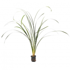 Офиопогон ябуран (в горшке) (Ophiopogon jaburan)