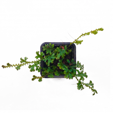 Селагинелла (Selaginella Uncinata)