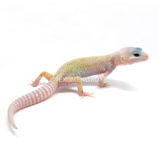 Эублефар пятнистый Mack Snow Patternless L