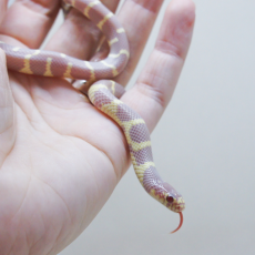 Королевская змея, Californiae Albino