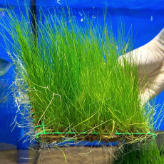 Элеохарис парвула (на пластинке) (Eleocharis parvula)