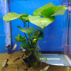 Анубиас Бартера (XL) (в горшке) (Anubias barteri var. barteri)