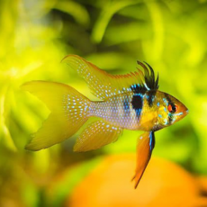 Апистограмма рамирези вуалевая (Mikrogeophagus ramirezi)