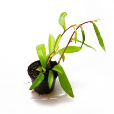 Бегония Polygonoides