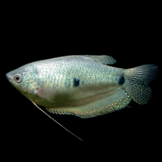 Гурами голубой (L) (Trichopodus trichopterus)