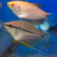 Гурами жемчужный (XL) (Trichopodus leerii)