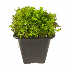 Хемиантус Гломератус (Hemianthus glomeratus)