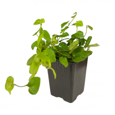 Фикус Pumila Green Sunny