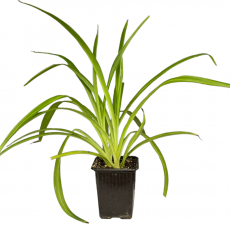 Хлорофитум (Chlorophytum comosum)
