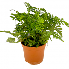 Даваллия (Davallia fejeensis)