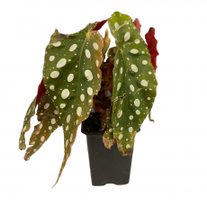 Бегония (Begonia Maculata)