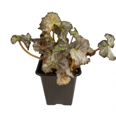 Бегония (Begonia sp)