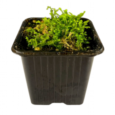 Селагинелла (Selaginella Kraussiana)