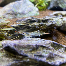 Креветка красноносая пиноккио (Caridina gracilirostris)