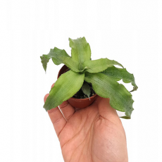 Криптантус Green