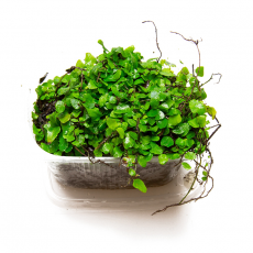 Микрограмма (Microgramma heterophylla), L