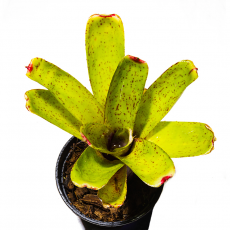 Неорегелия (Neoregelia Candelabra)