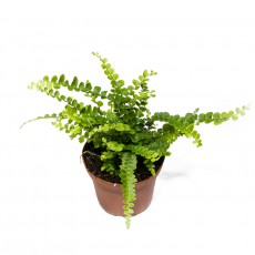 Нефролепис (Cordifolia Duffi)