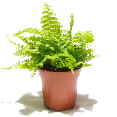 Нефролепис (nephrolepis Exaltata Green Fantasy)