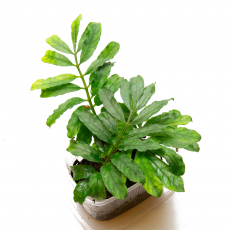 Соланум (Solanum Uleanum Green)