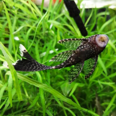 Сом Анциструс обыкновенный вуалевый (XL)